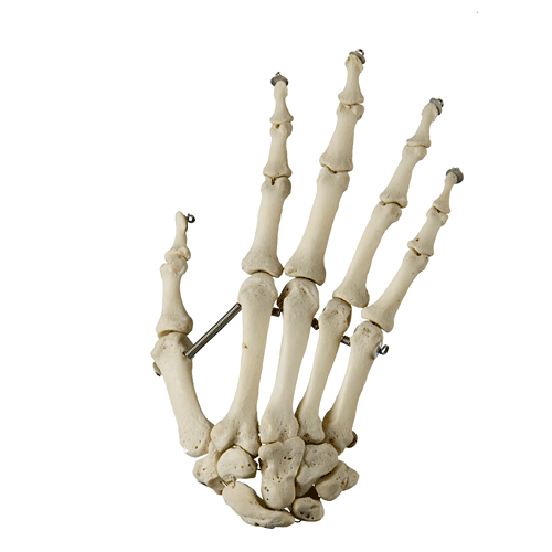 hand_right.gif