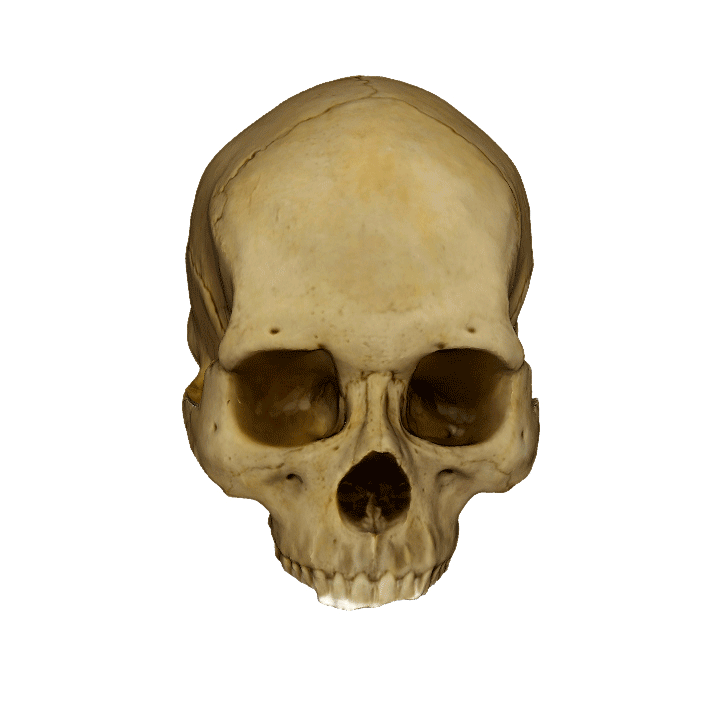 skull_3d_2.gif