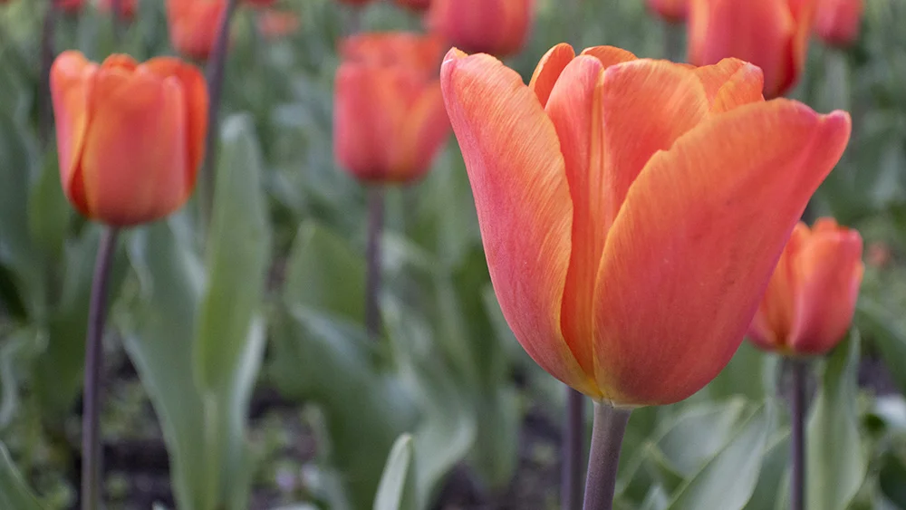 tulips_london_lo.jpg