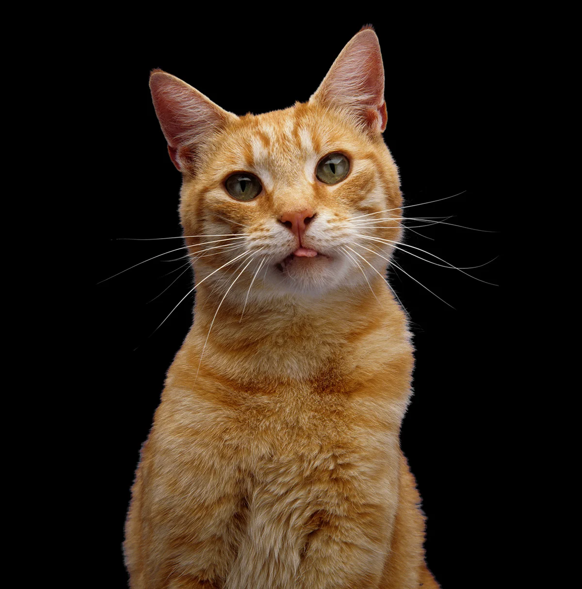 cat_black_1200.jpg
