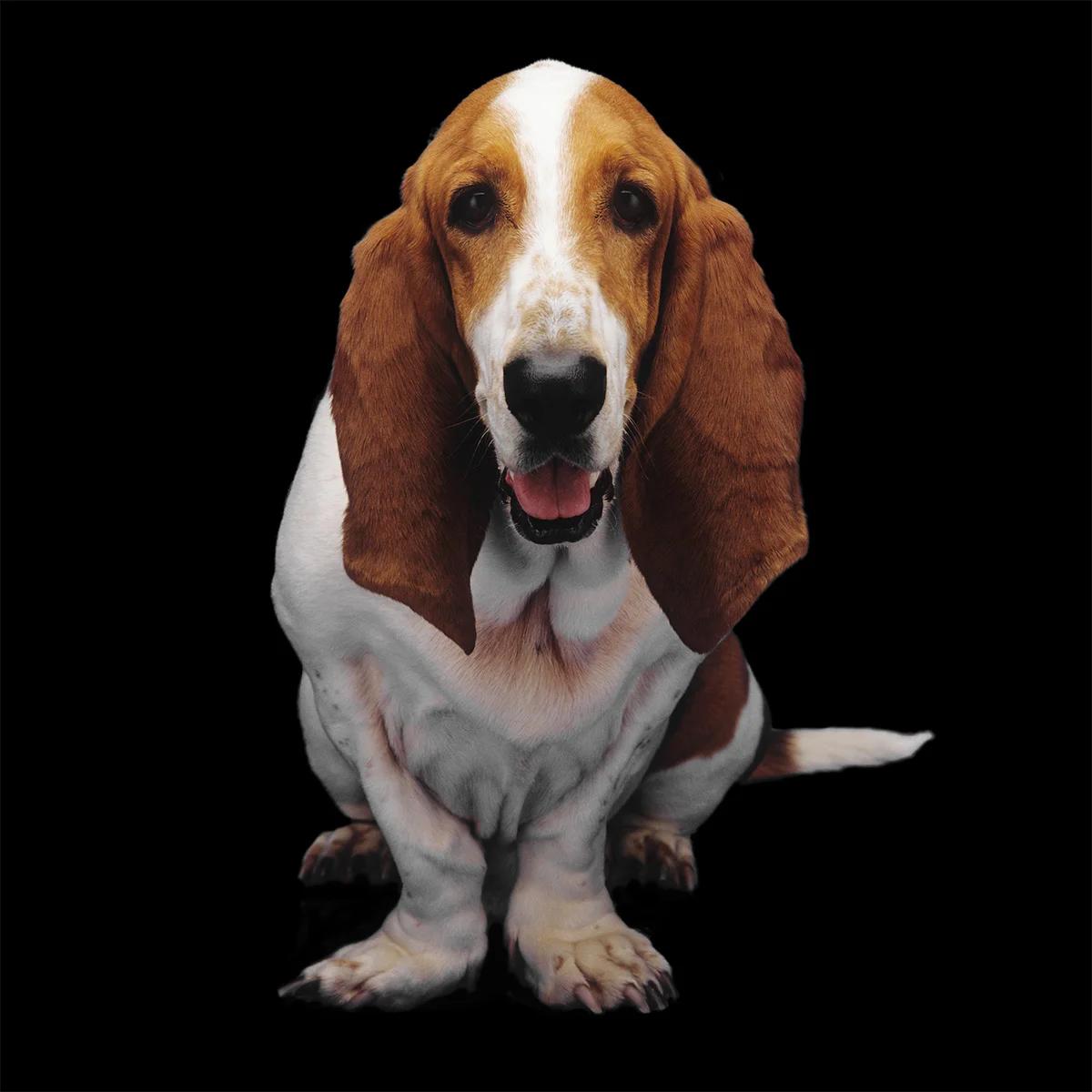 dog_1200.jpg