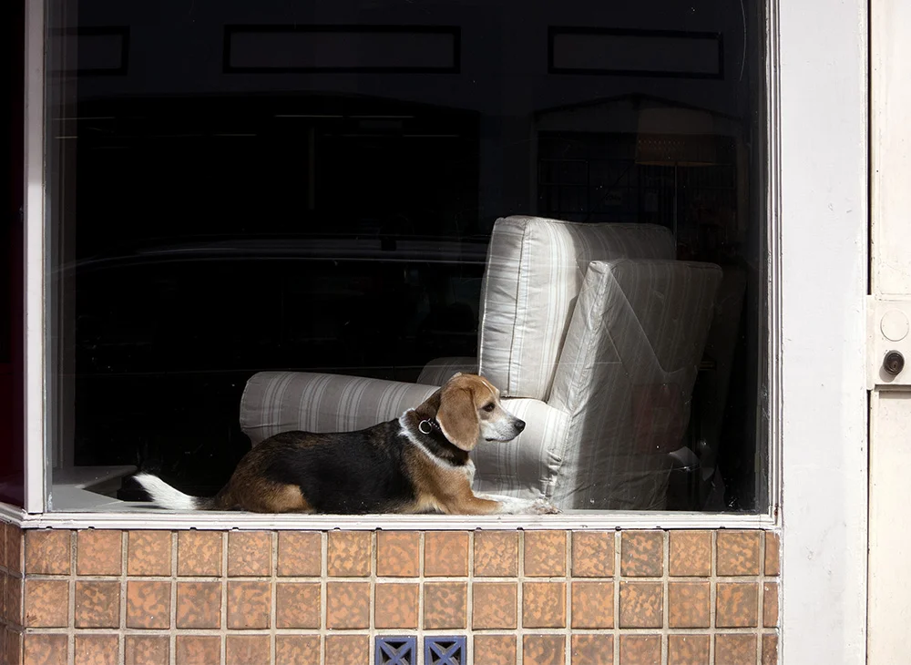 doggie_window_1000.jpg