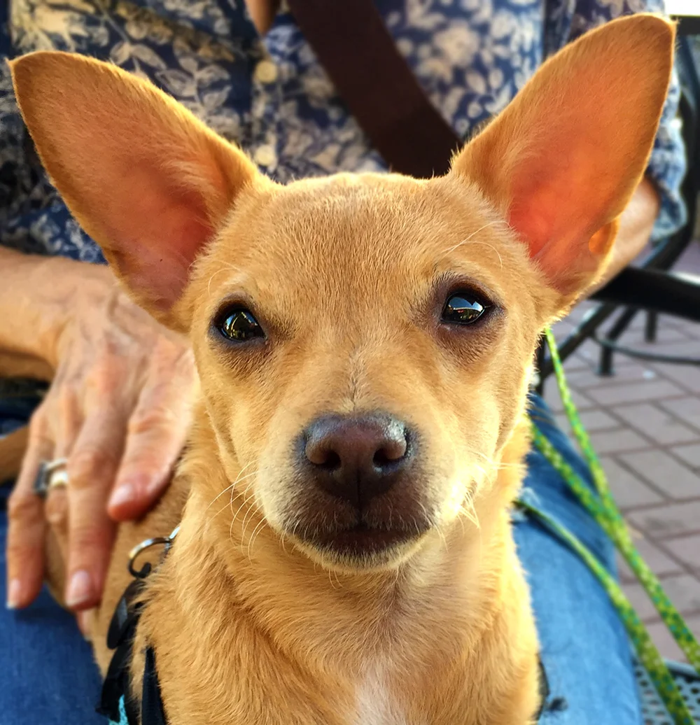 henry_dog_lo.jpg