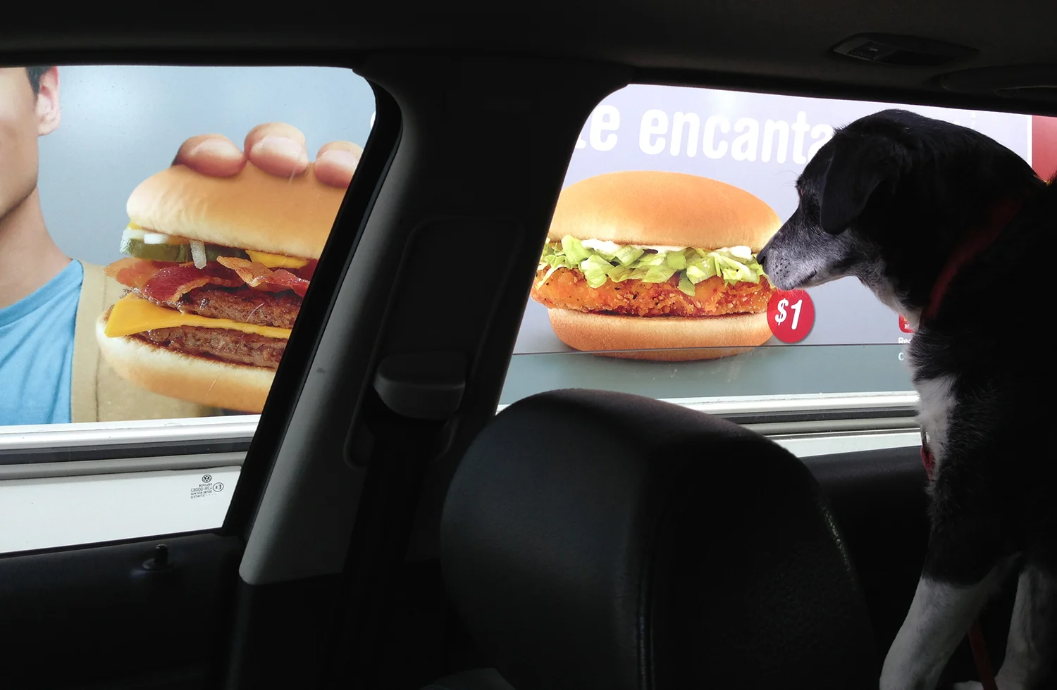 Greenleigh_John_Burger_Dog.jpg