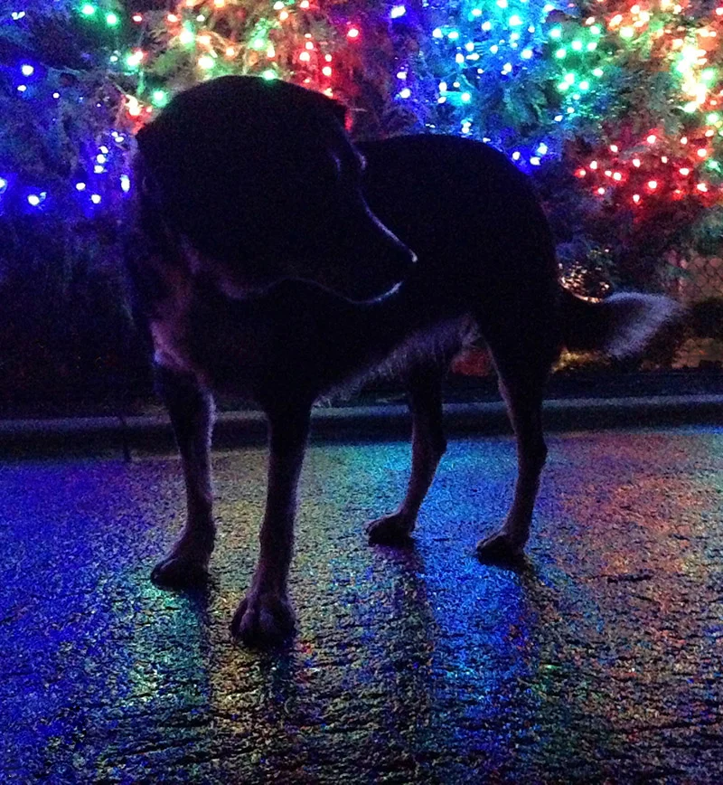 holiday_boo_800.jpg
