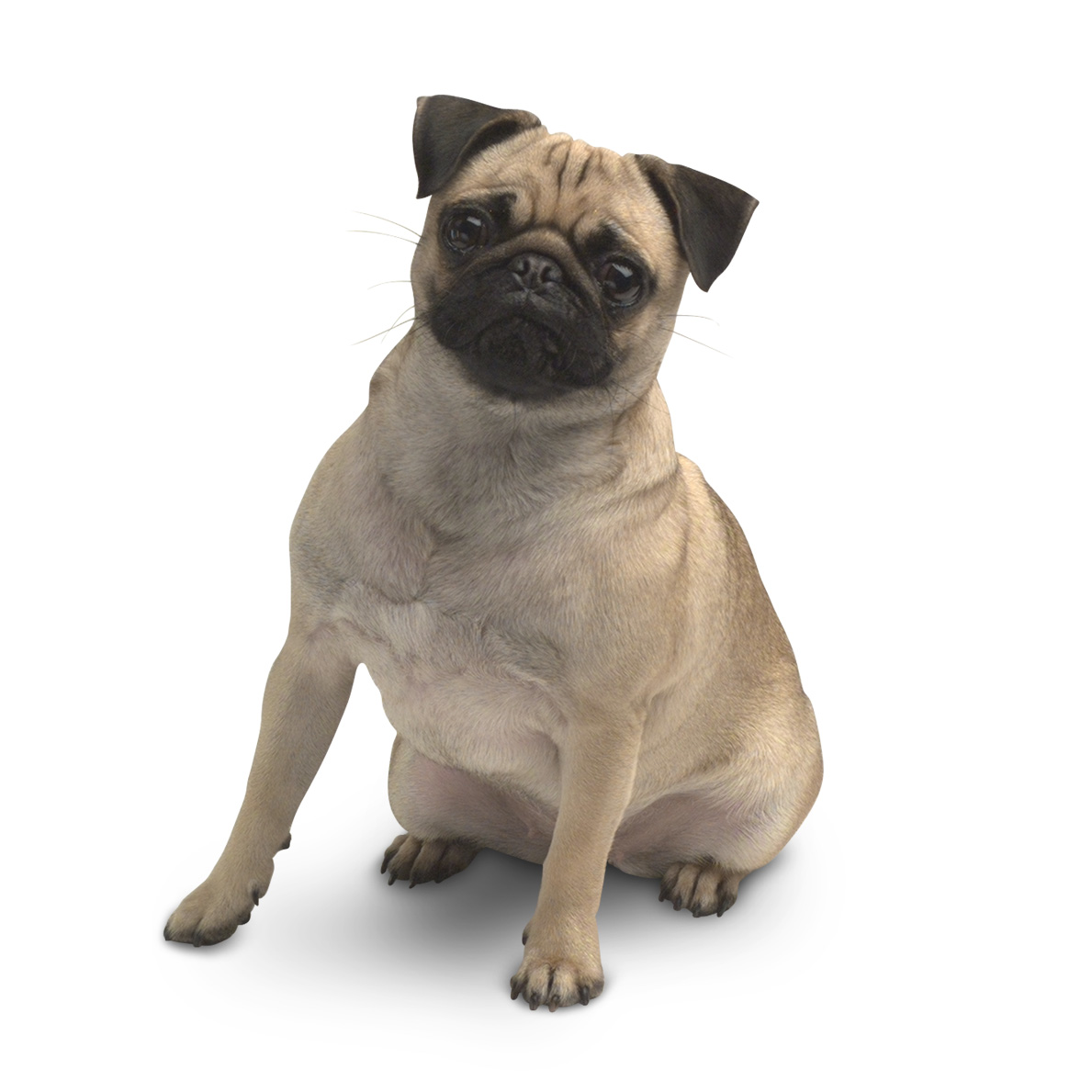 pug_1189.jpg