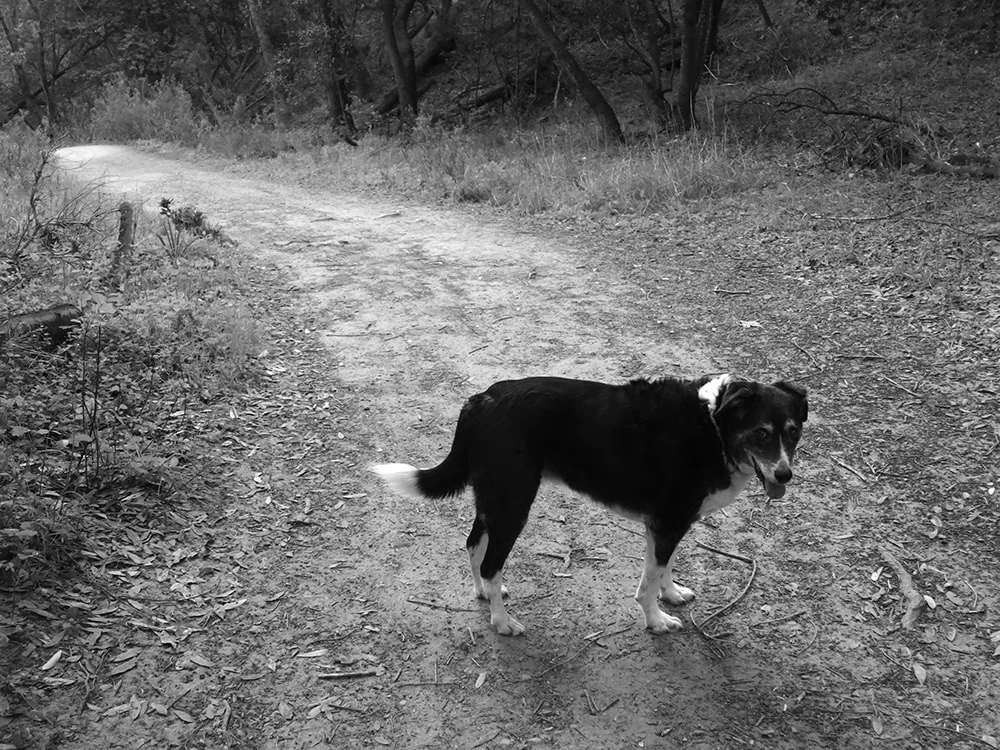 boo_white_hill_bw_full.jpg