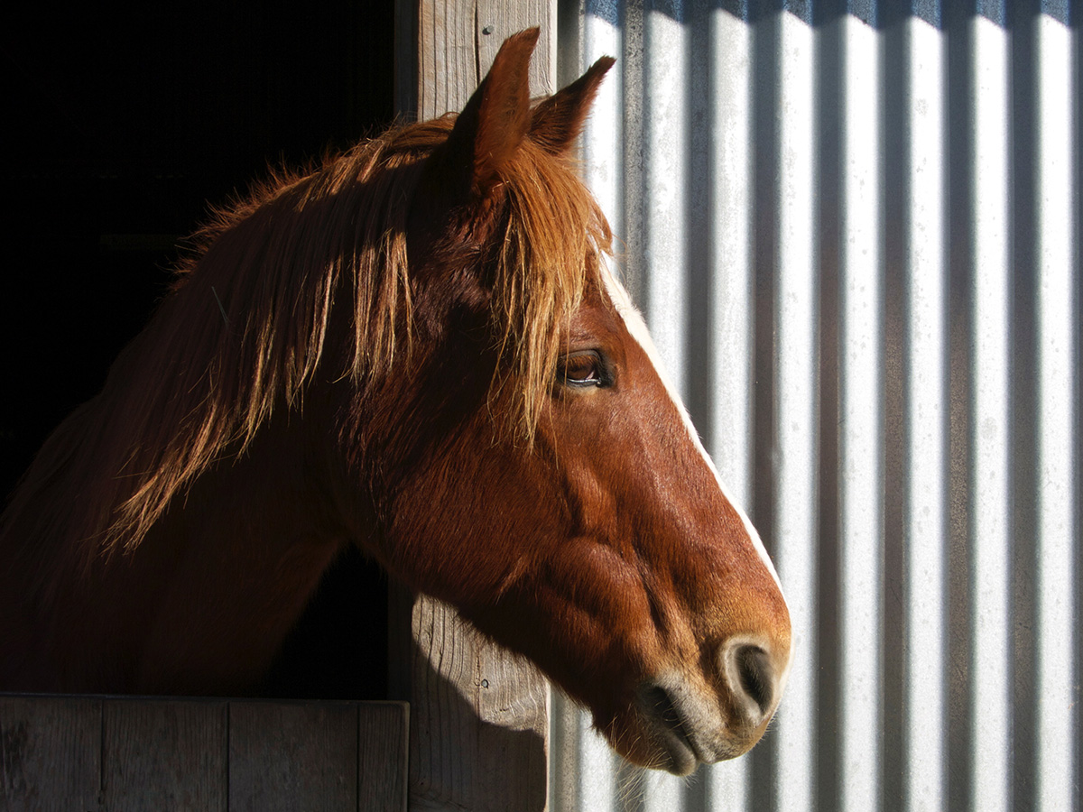 horse_corrugated_1200.jpg