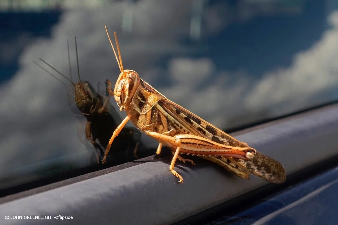 Locust at my car window, Austin. #locust #grasshopper #insects #atxphotographer #thestreetphotographyhub #streetphotography #streetphoto #streetstories #streetdreamsmag #urbanphotography #urbanandstreet #streetmagazine #streetphotographymagazine #fst
