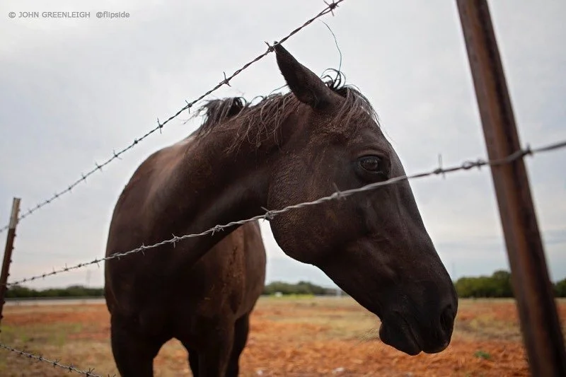 After the rain, Austin TX&nbsp;&nbsp;#atxphotographer, #austin #atx #ranchland #ranch #subdivision #development #horses ##flakphoto #thestreetphotoger #thestreetphotographyhub #streetphotography #streetphoto #streetstories #streetmobs #urbanphotograp