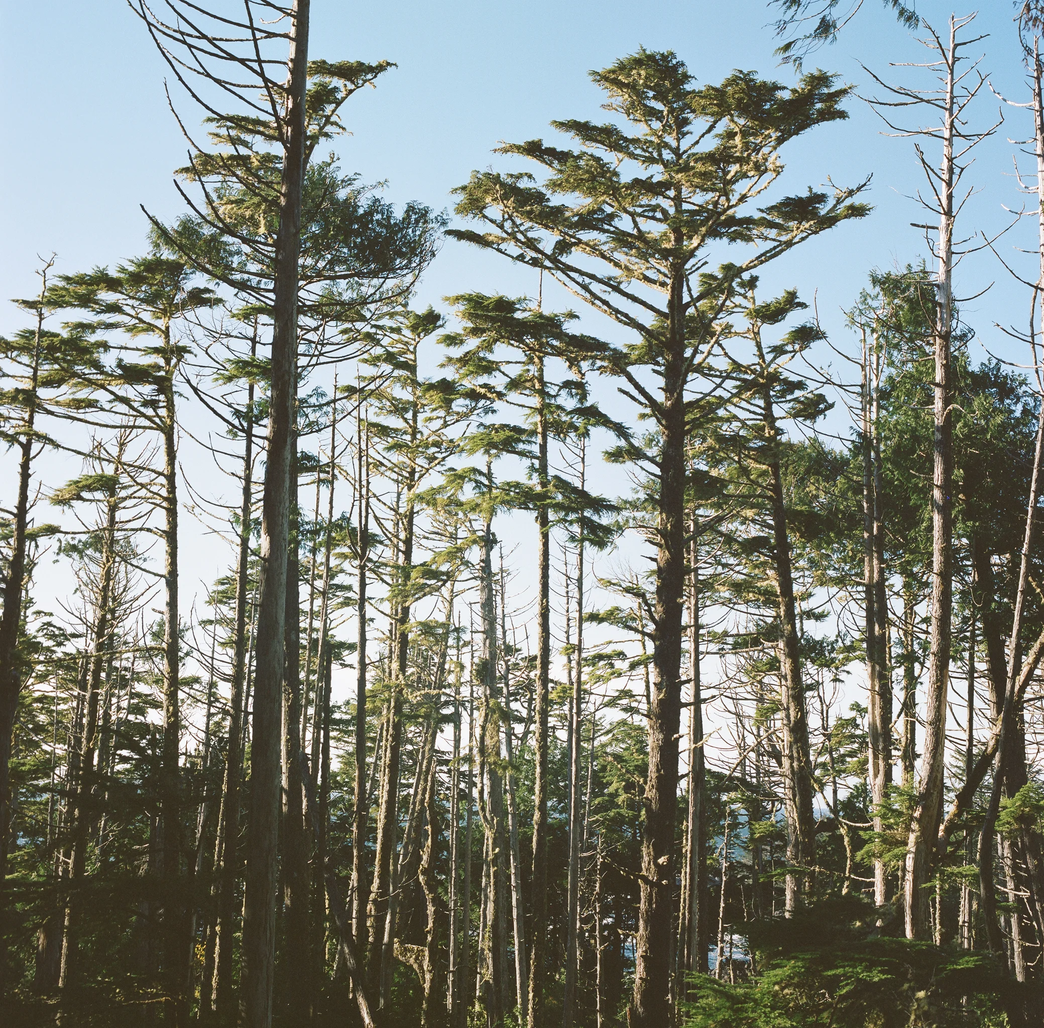 20151208_Tofino_175.jpg