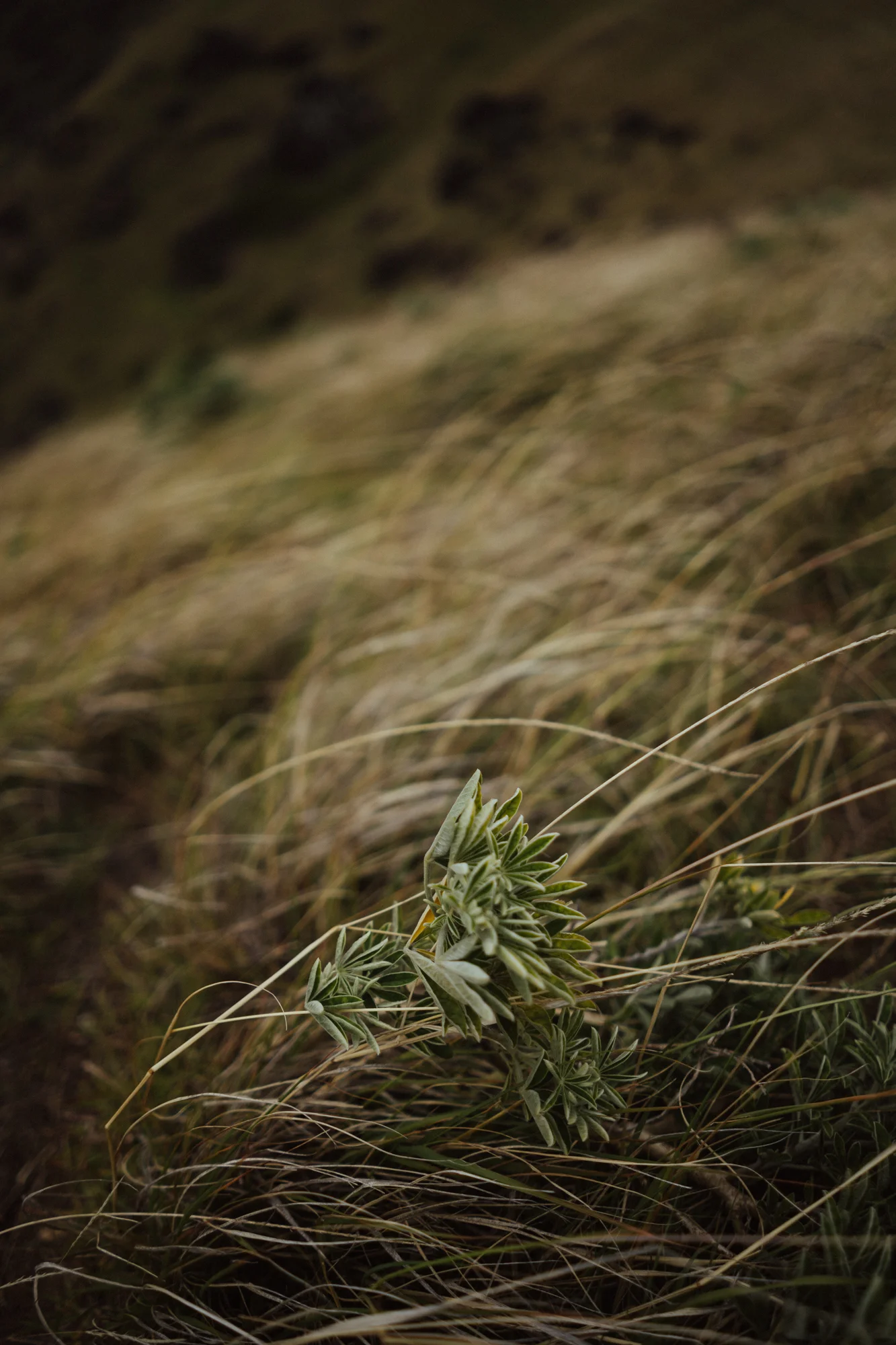 20190105_RapaNui_06.jpg