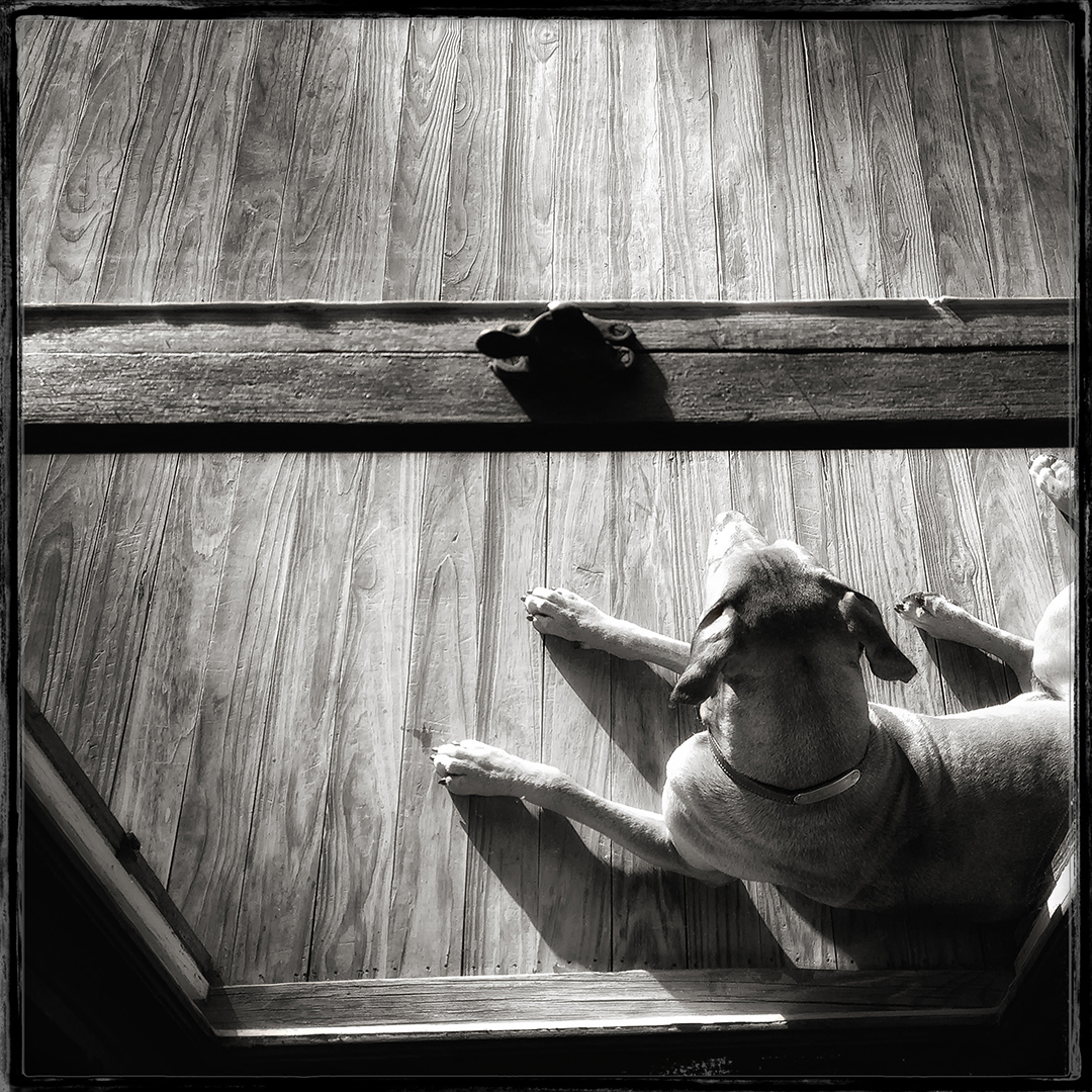 Dog on Porch