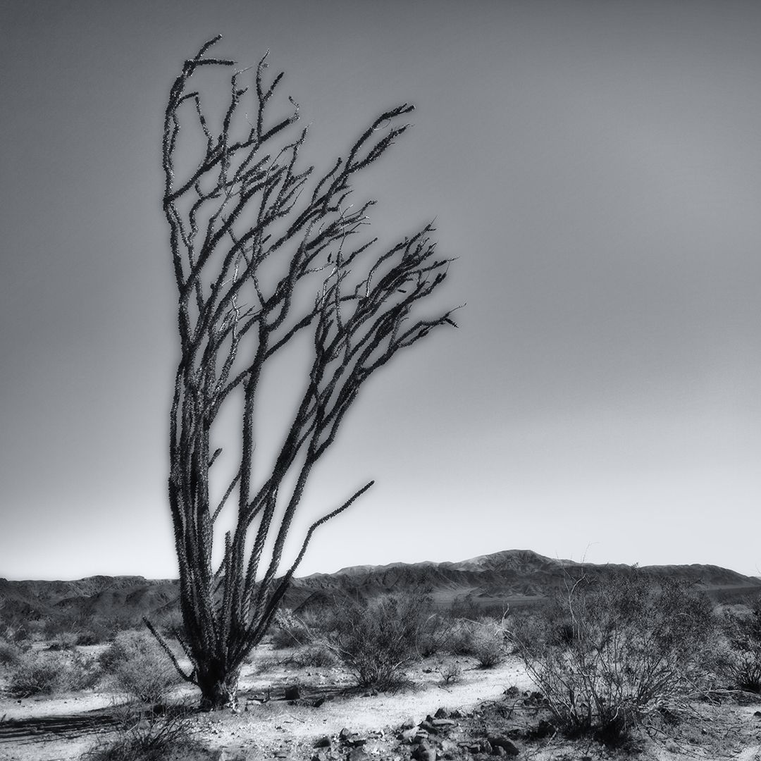 Ocotillo