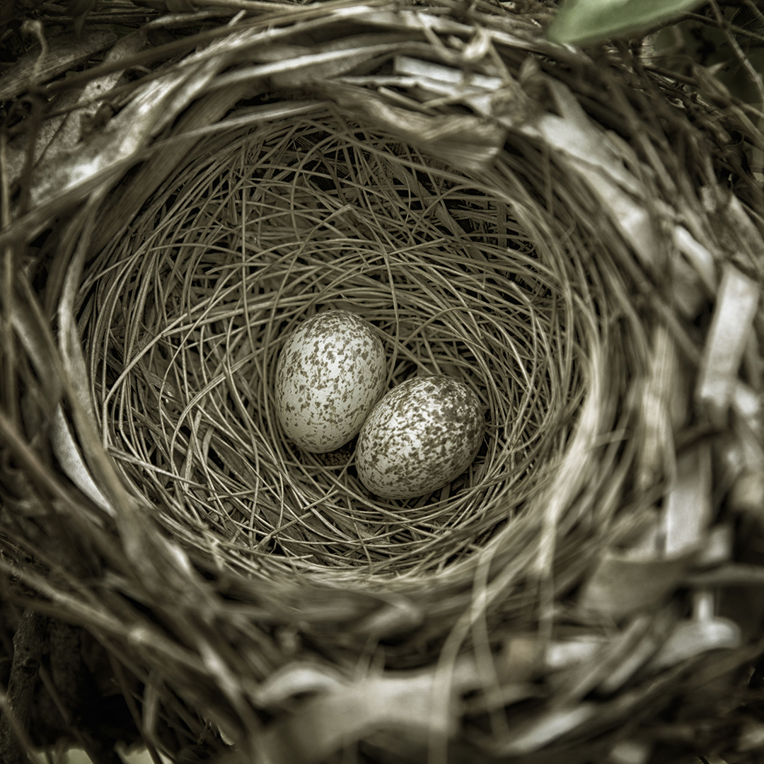 Nest