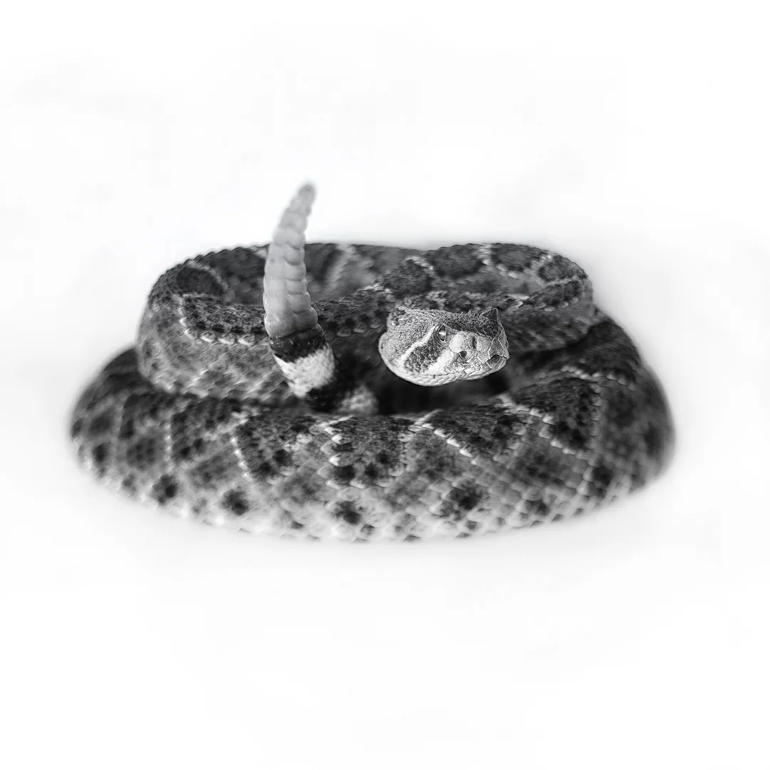 Rattlesnake