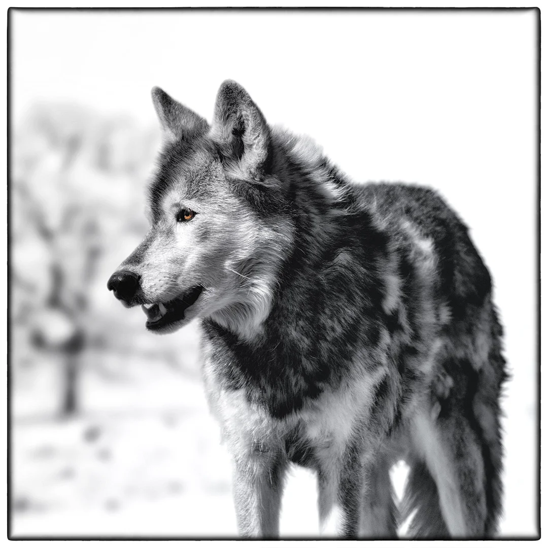 Snow-Wolf