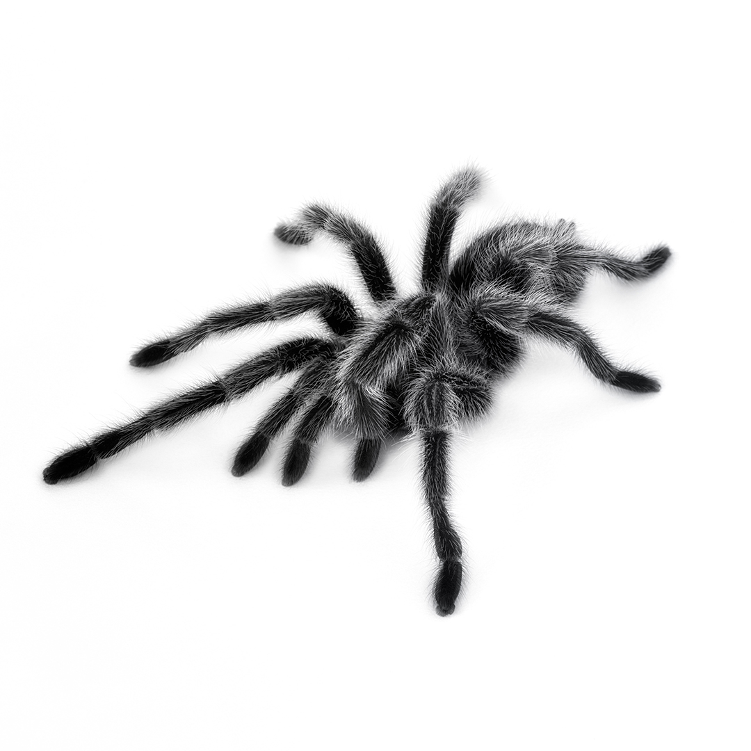 Tarantula