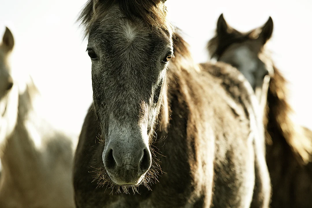 Taylor Yearlings