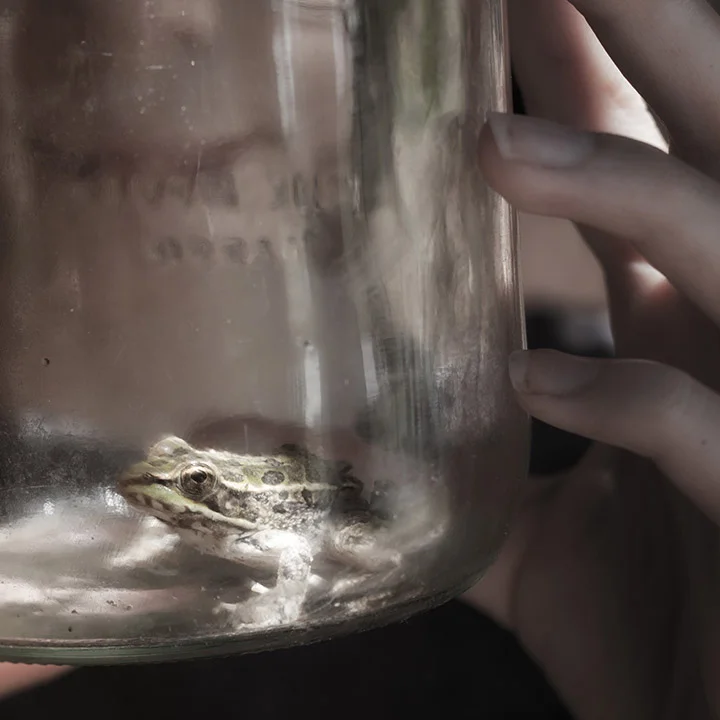Frog