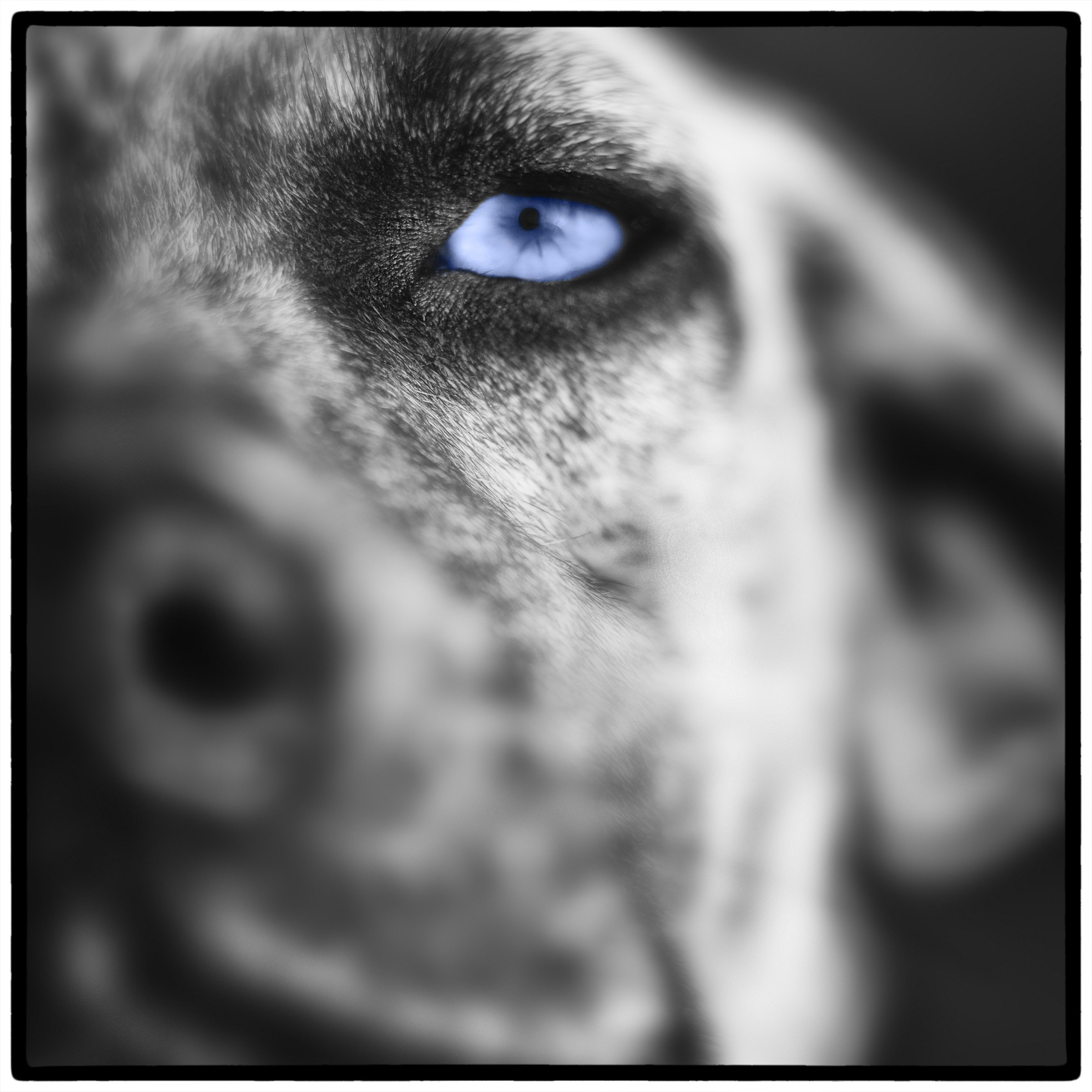 Blue Eye Dog