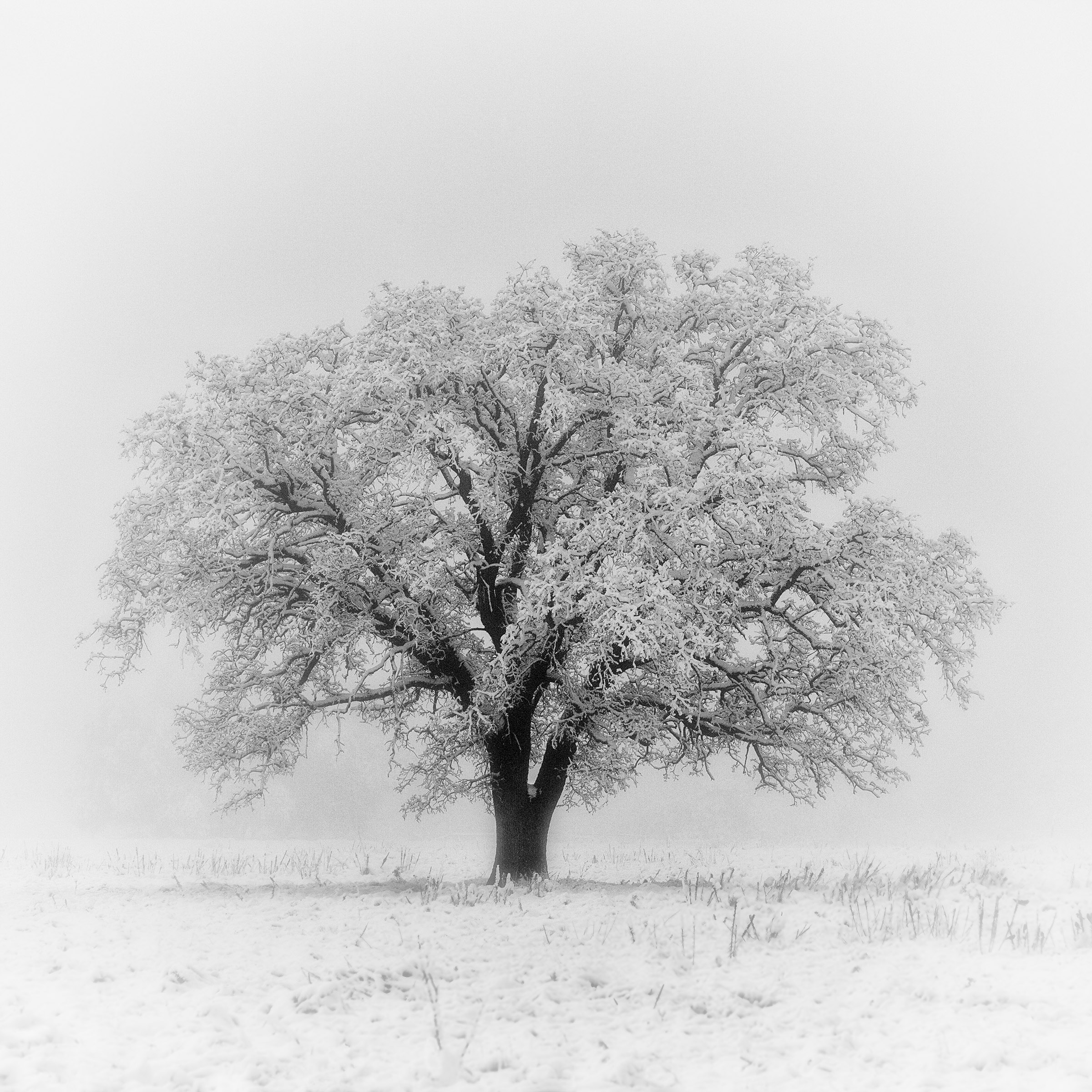 Snow Tree.jpg