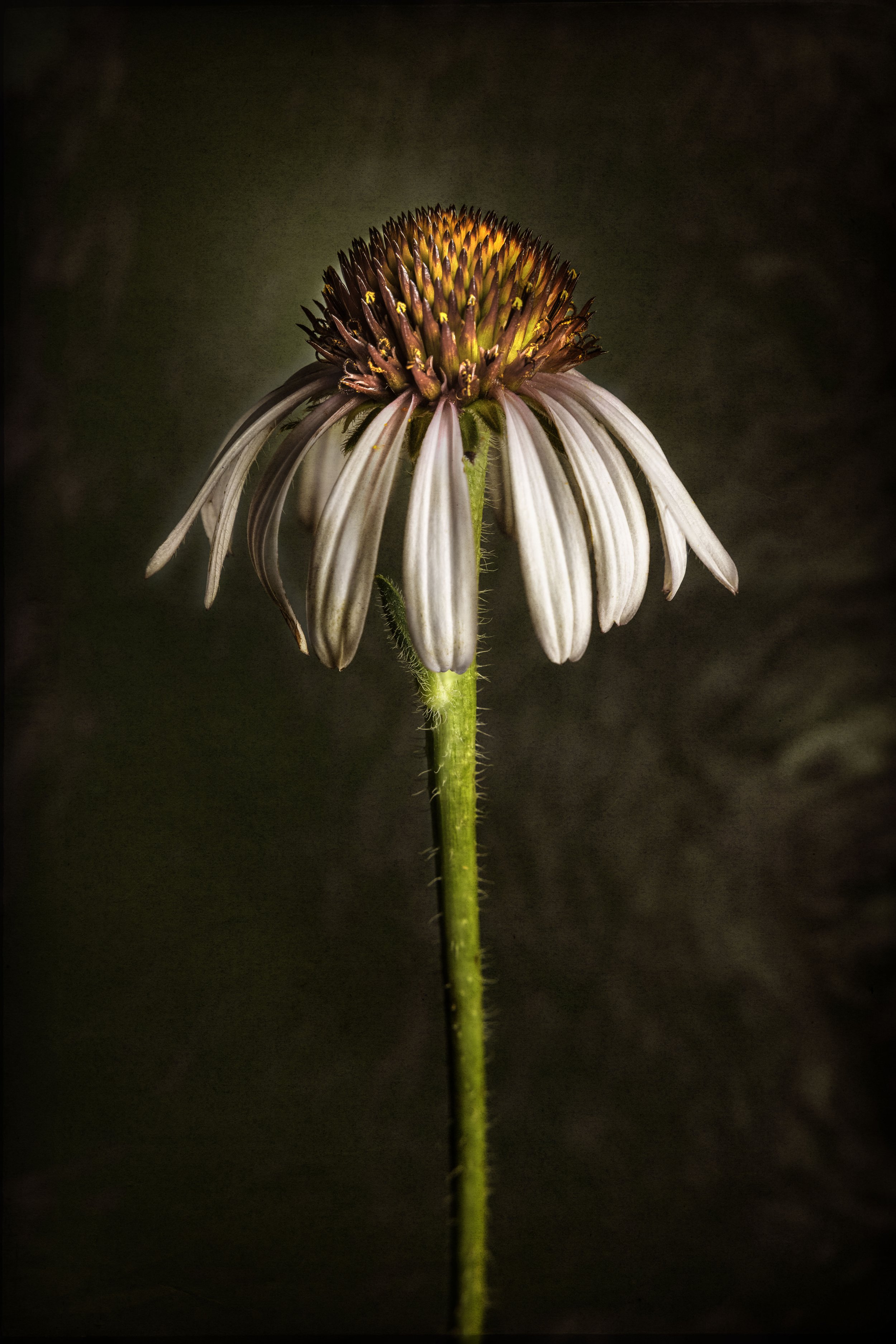 Cone Flower copy.jpg