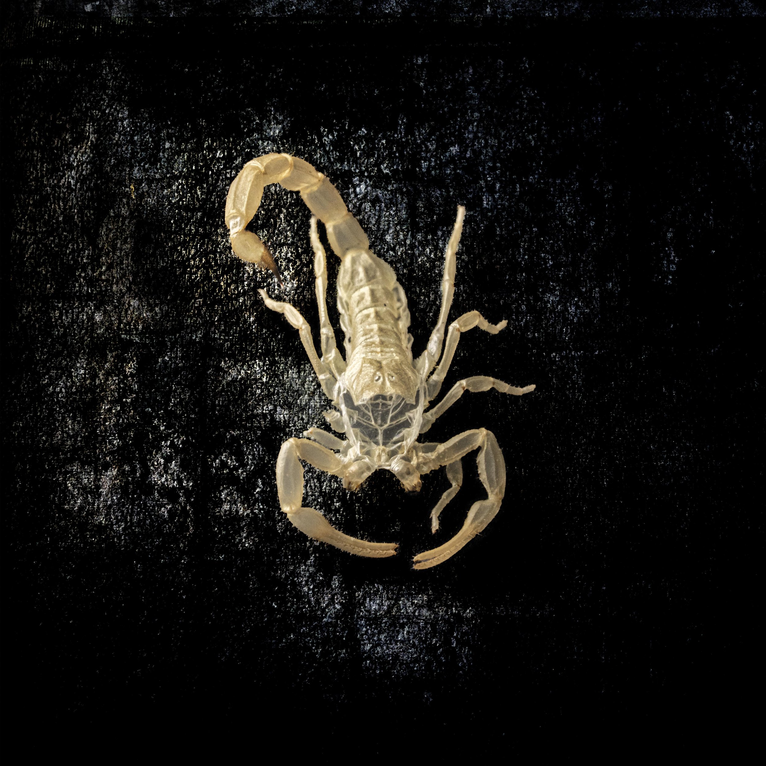 Scorpion Black Layer 2.jpg