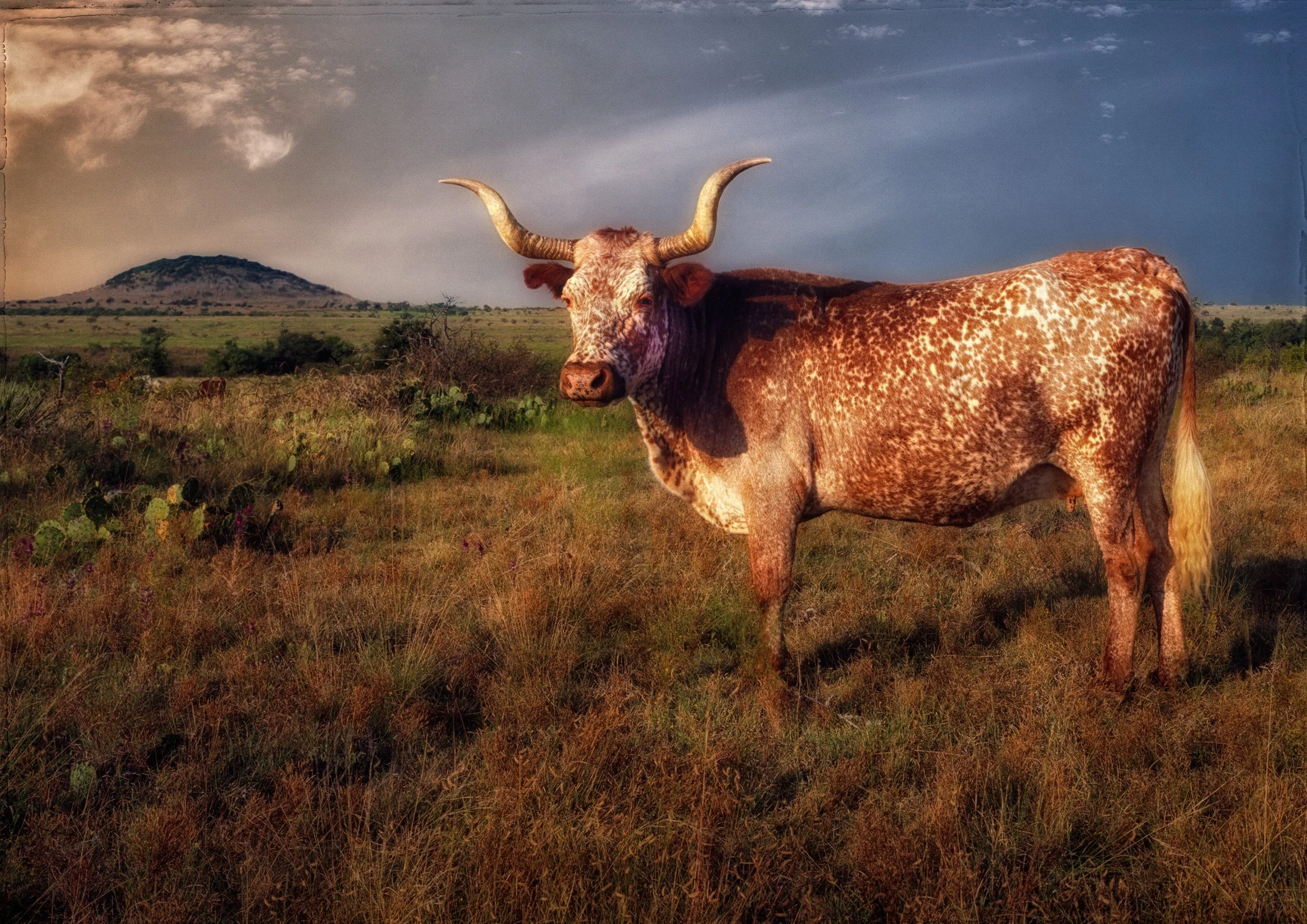 Spanish-Longhorn-Finish.jpg
