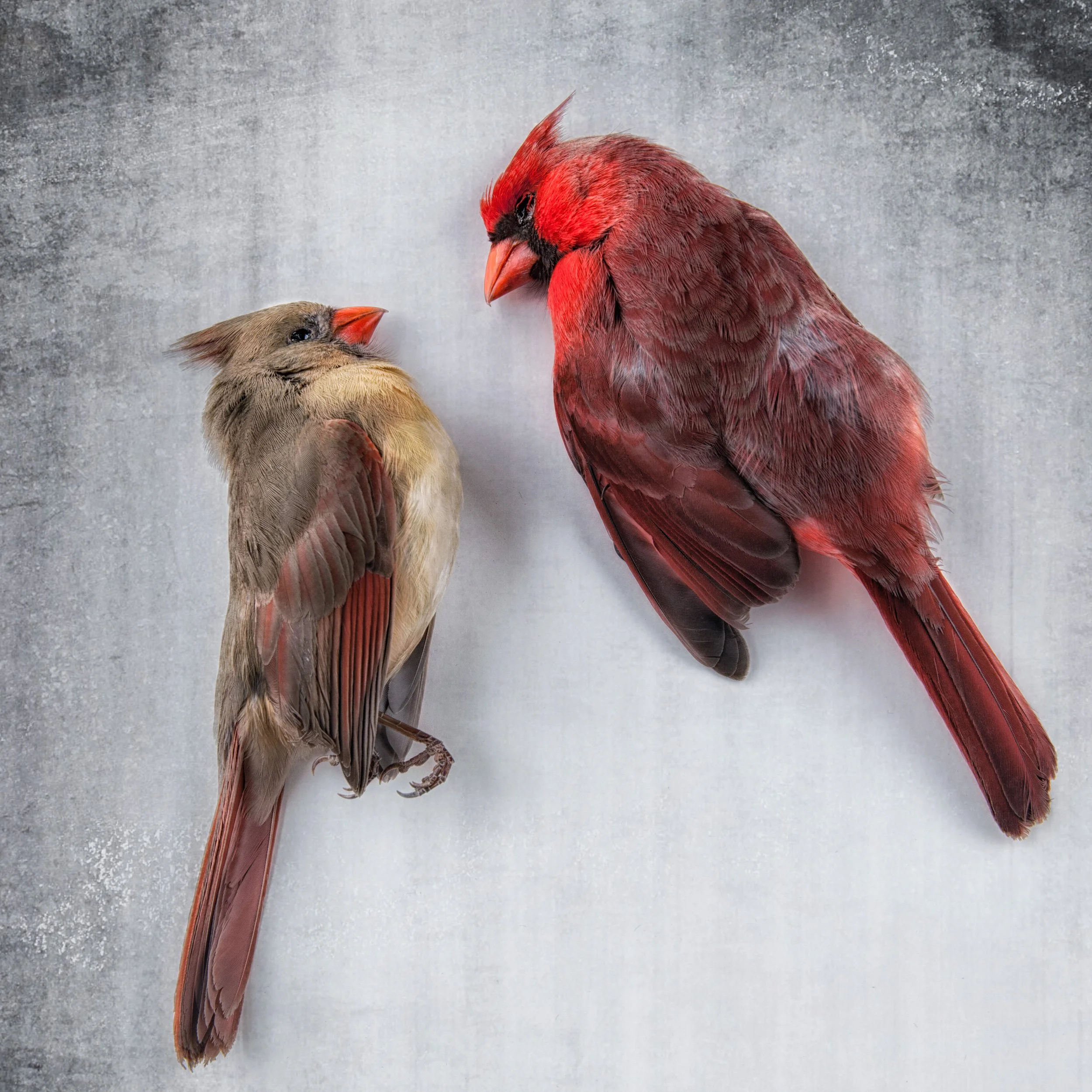 Pair.jpg
