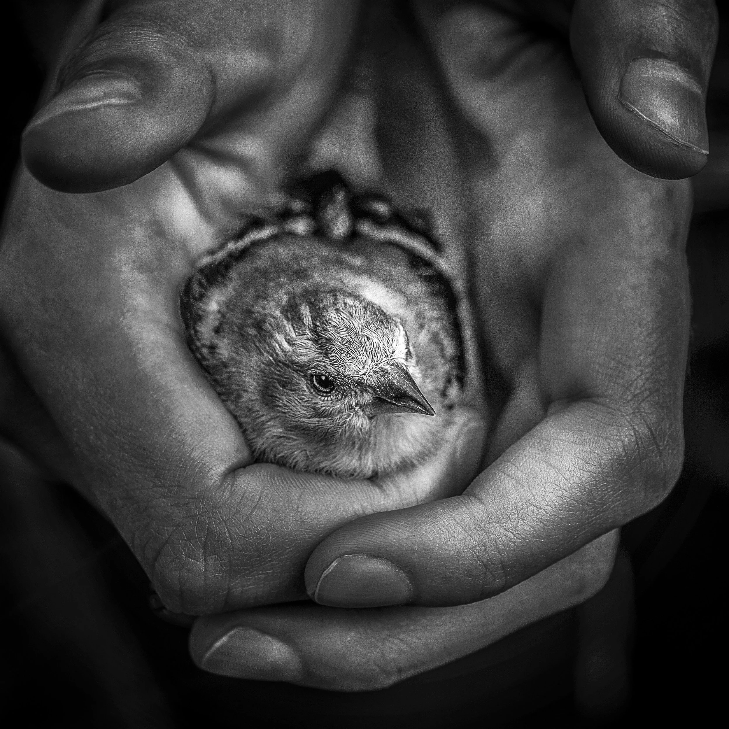 Bird in Hand B&W.jpg