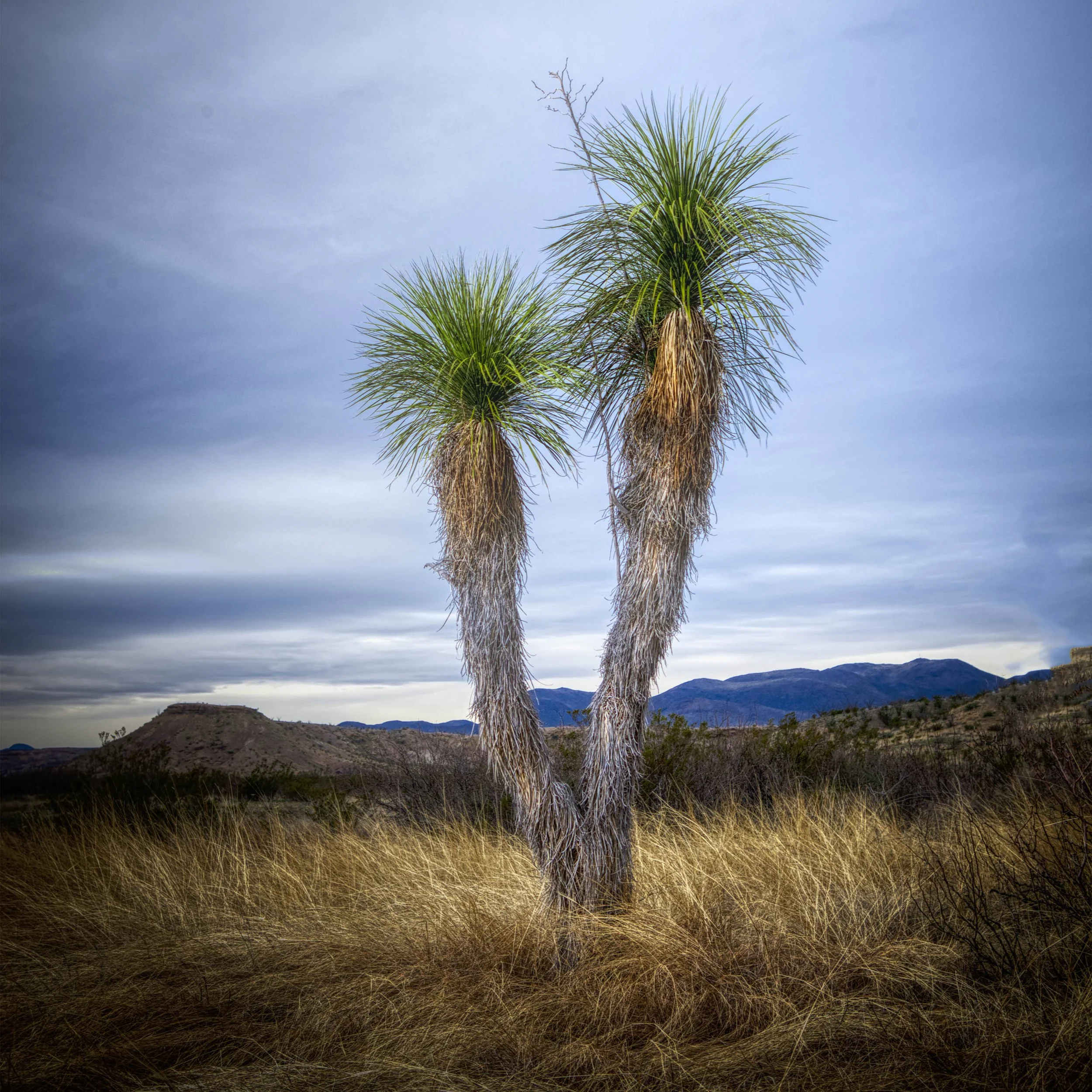 Big Bend Palm SQ copy.jpg