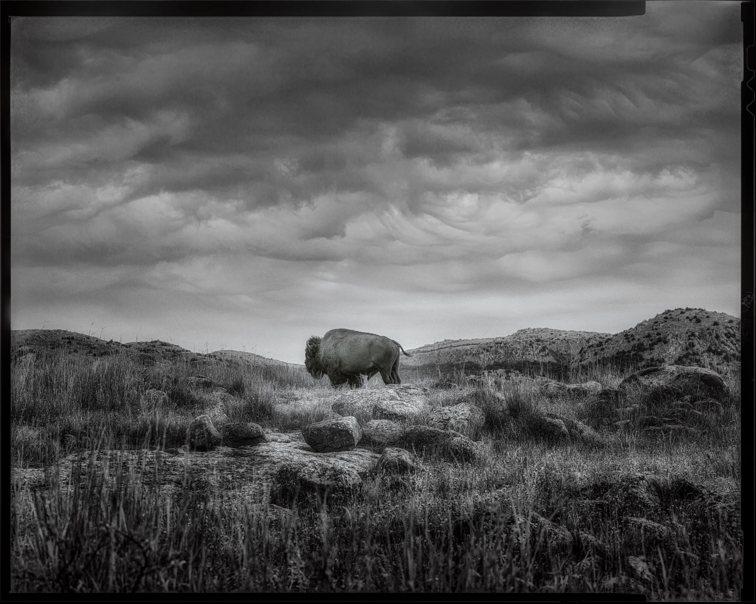 Lone-Buffalo.jpg
