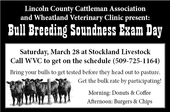 Bull Breeding soundness exam