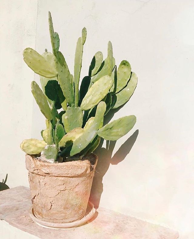 Am I the only one who thinks the more weathered the pot the better? Anyone else? @cactusofinstagram