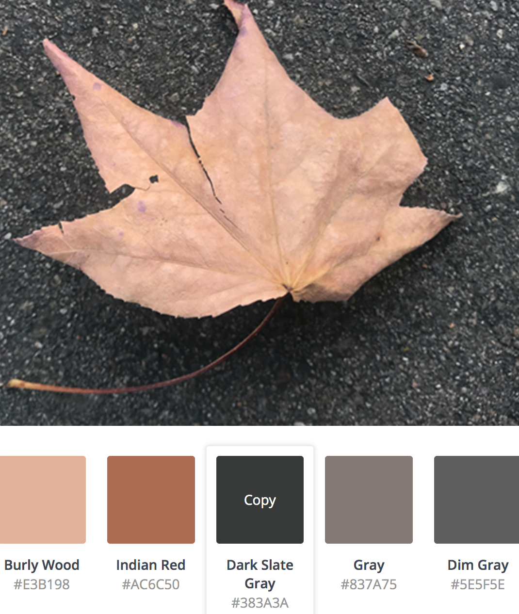 Colors-of-leaves.png