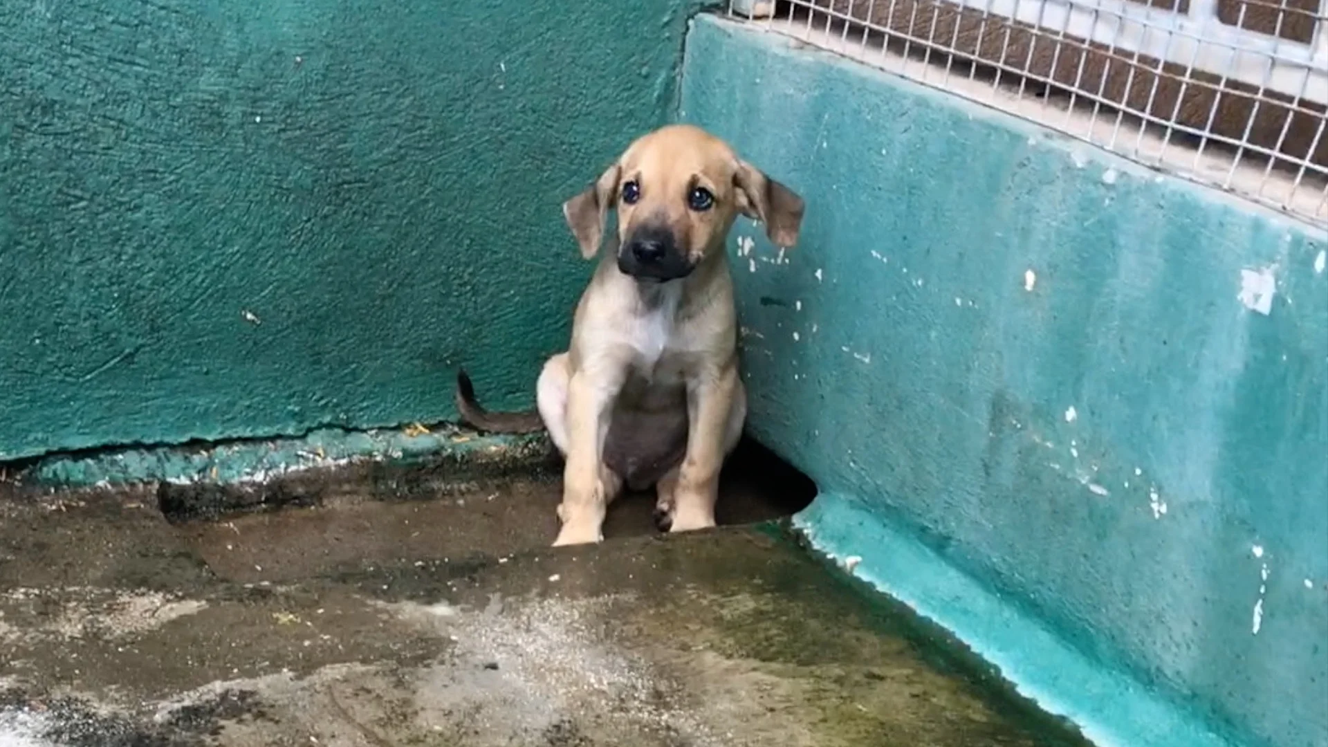 It Takes an Island: Saving the Aruban Cunucu Street Dog Trailer