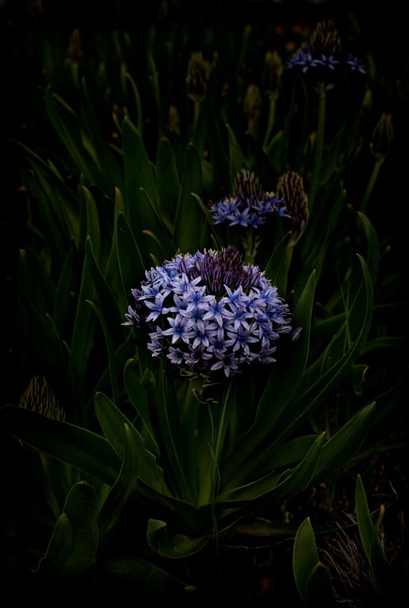 flores-venereae--07c.jpg