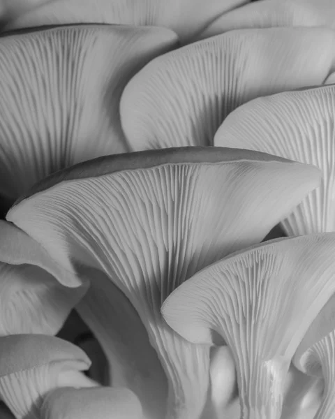 rainbo_mushrooms-19.jpeg