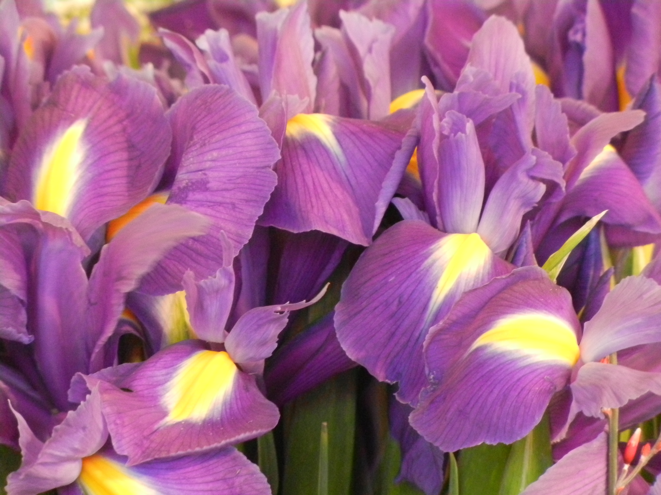 Flowers in a Parisian market