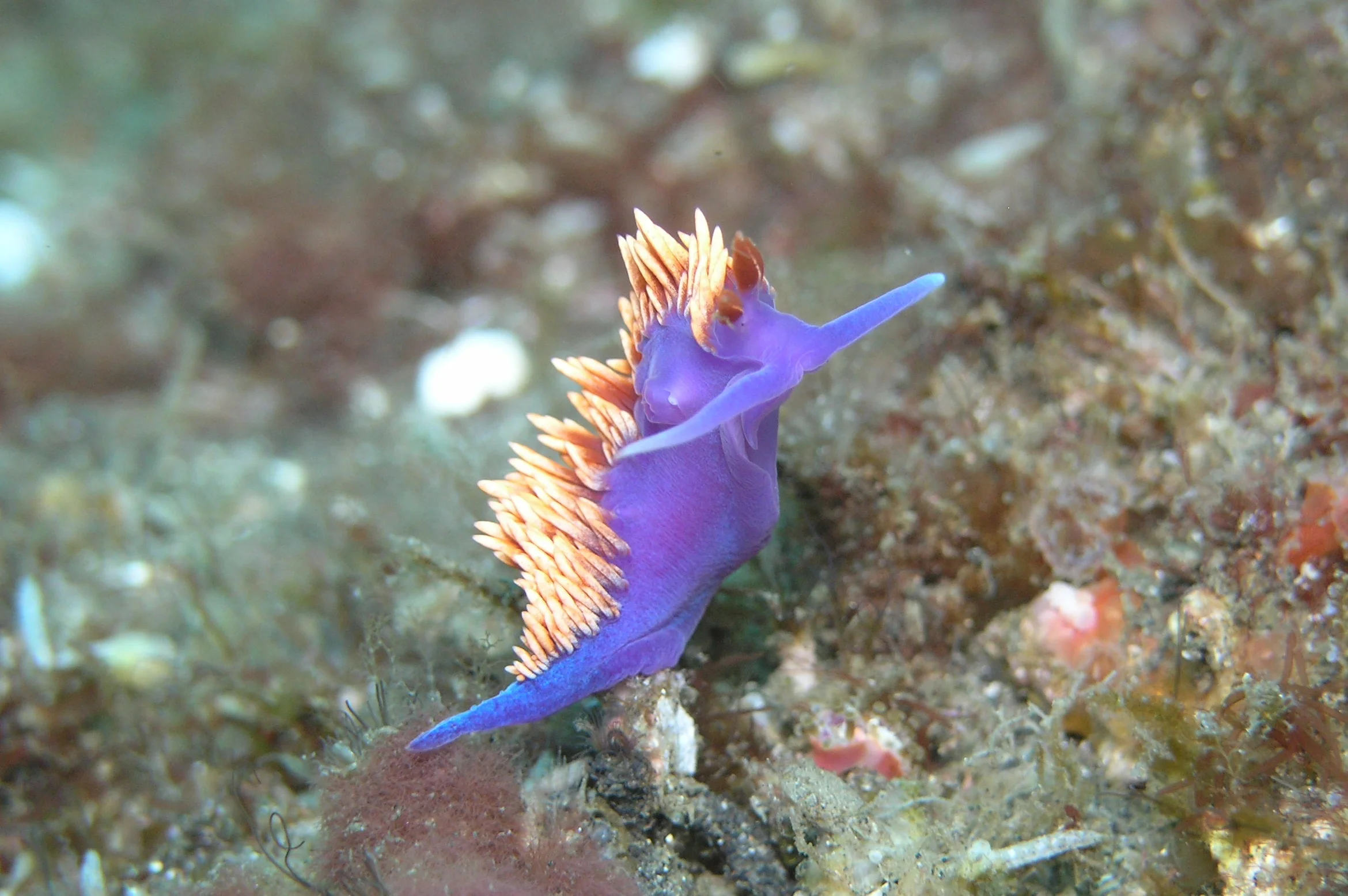 Spanish Shawl Nudibranch
