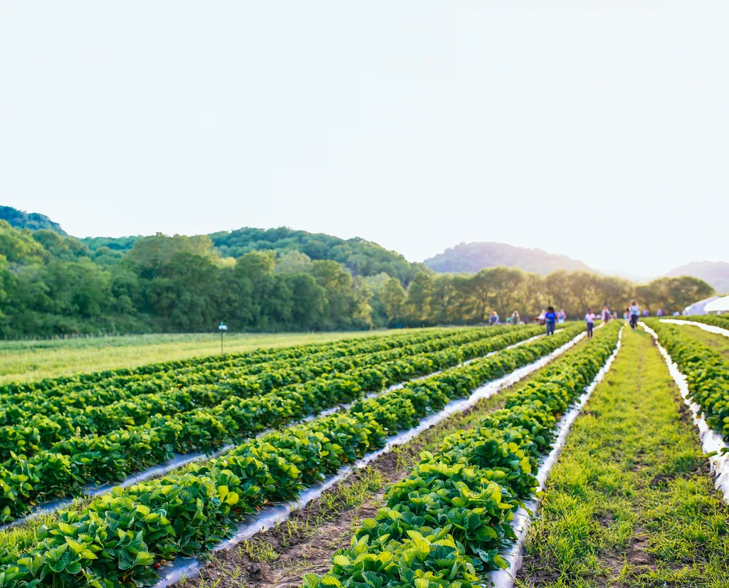 Strawberry_Picking_Green_Door_Gourmet