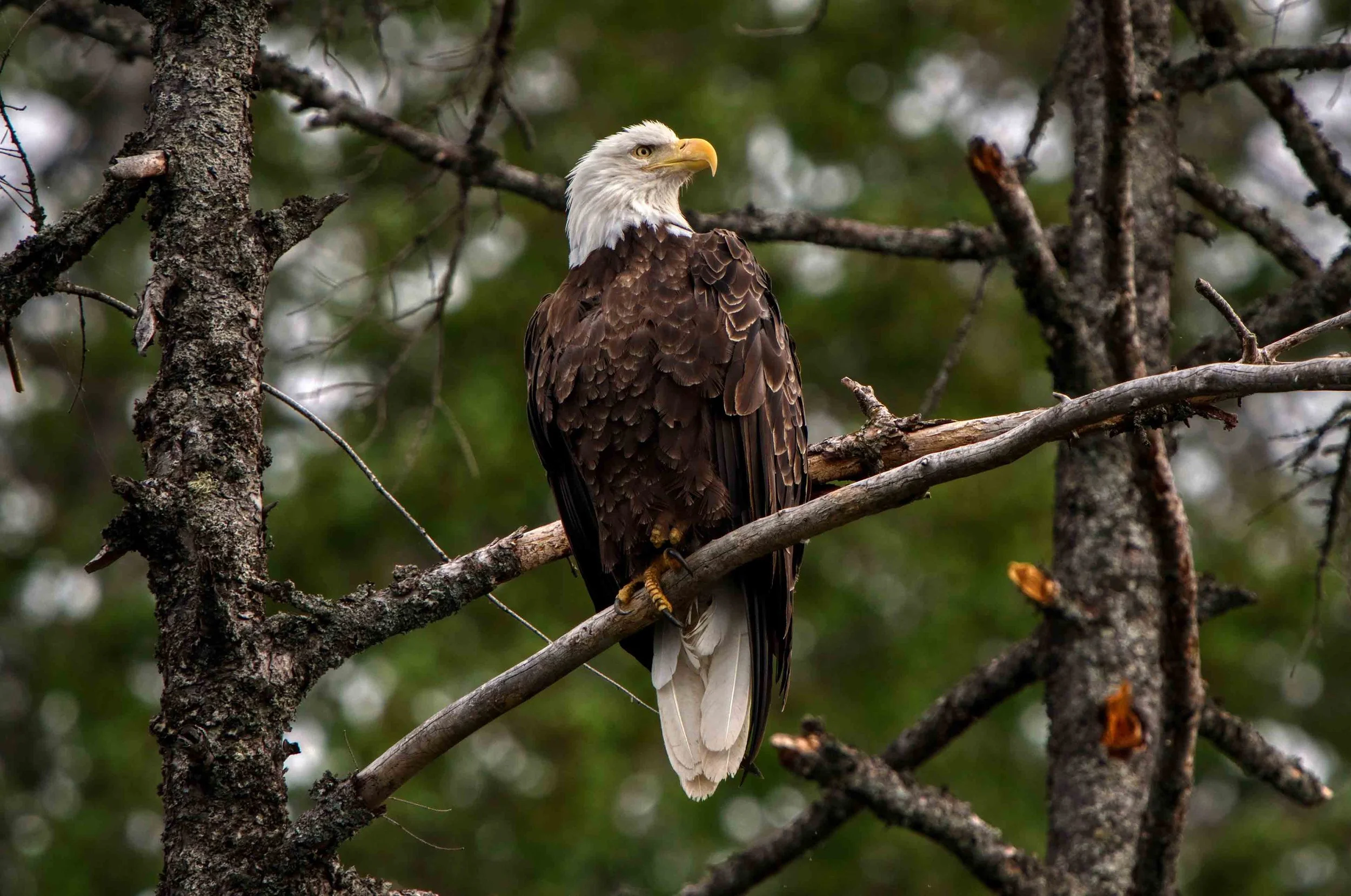 Eagles Watch