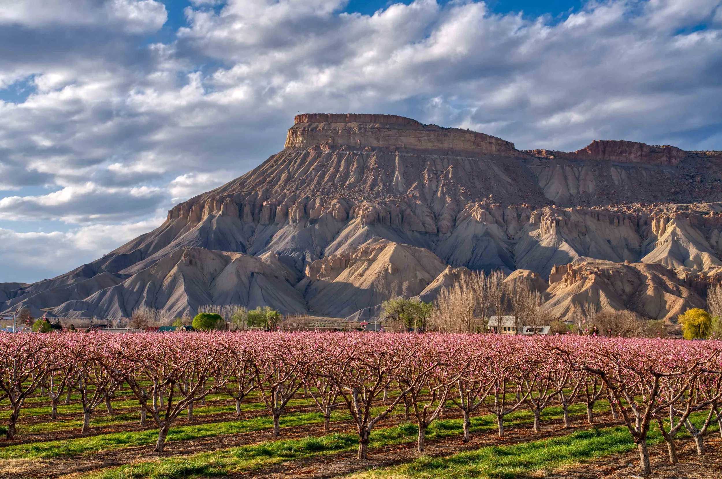 Palisade Peach Blossoms 25