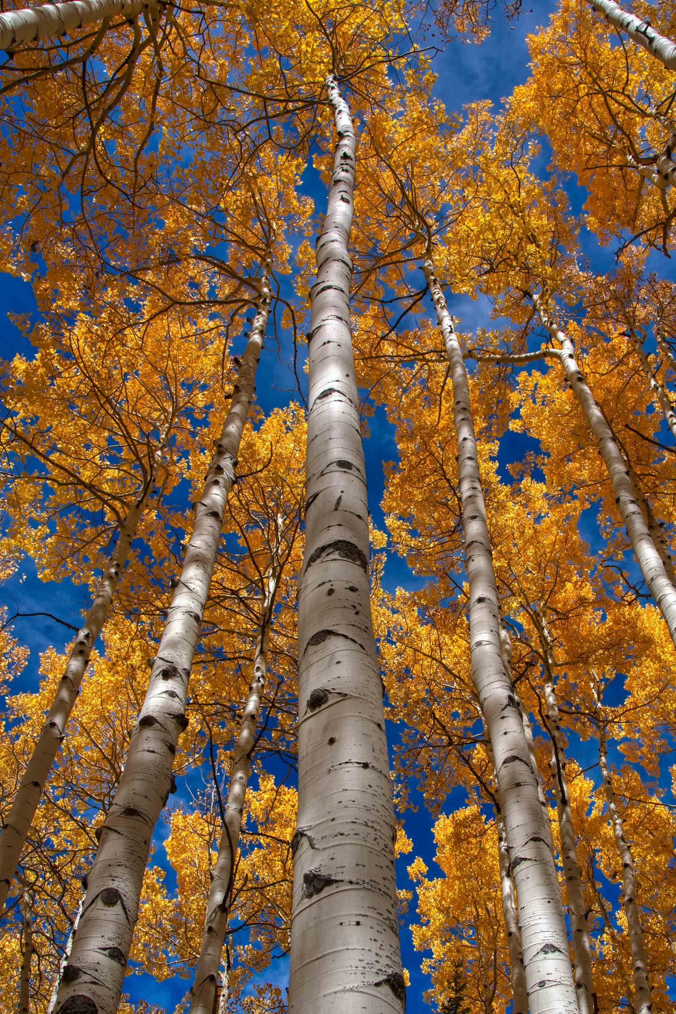 Aspen Light