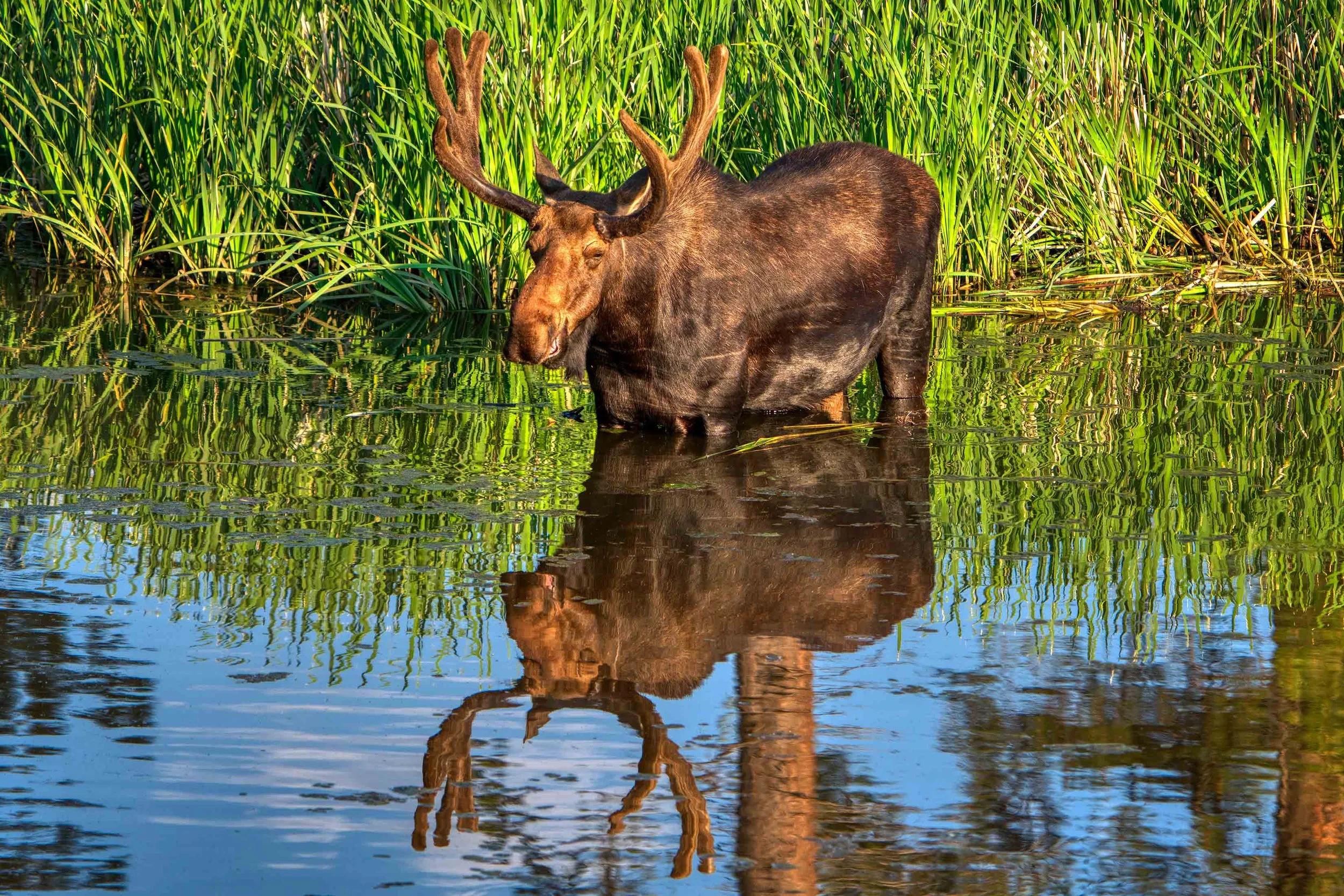 Moose Mirror