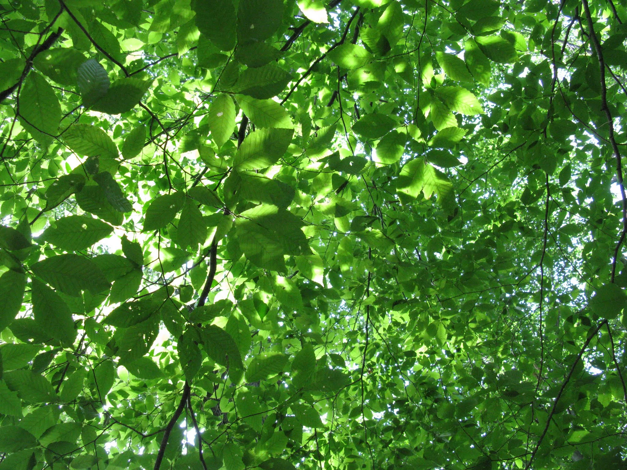 Beech leaves. Rose Lake Forest. MI