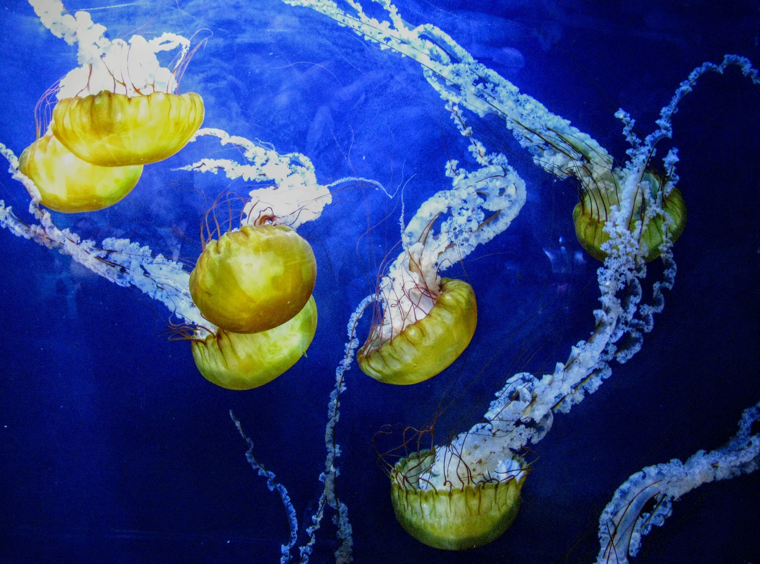 Jellyfish. Aquarium of the Bay