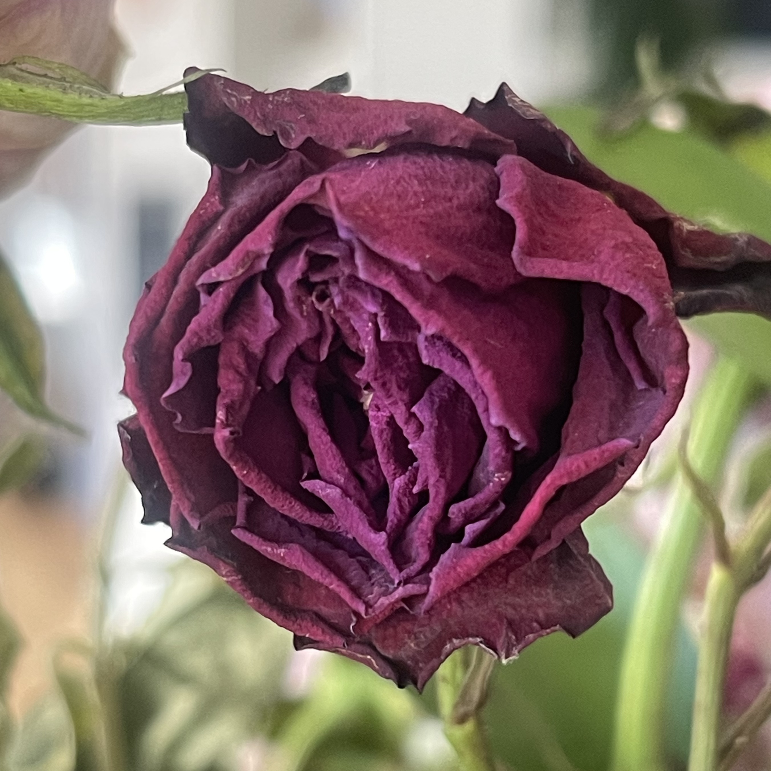 Dried Rose