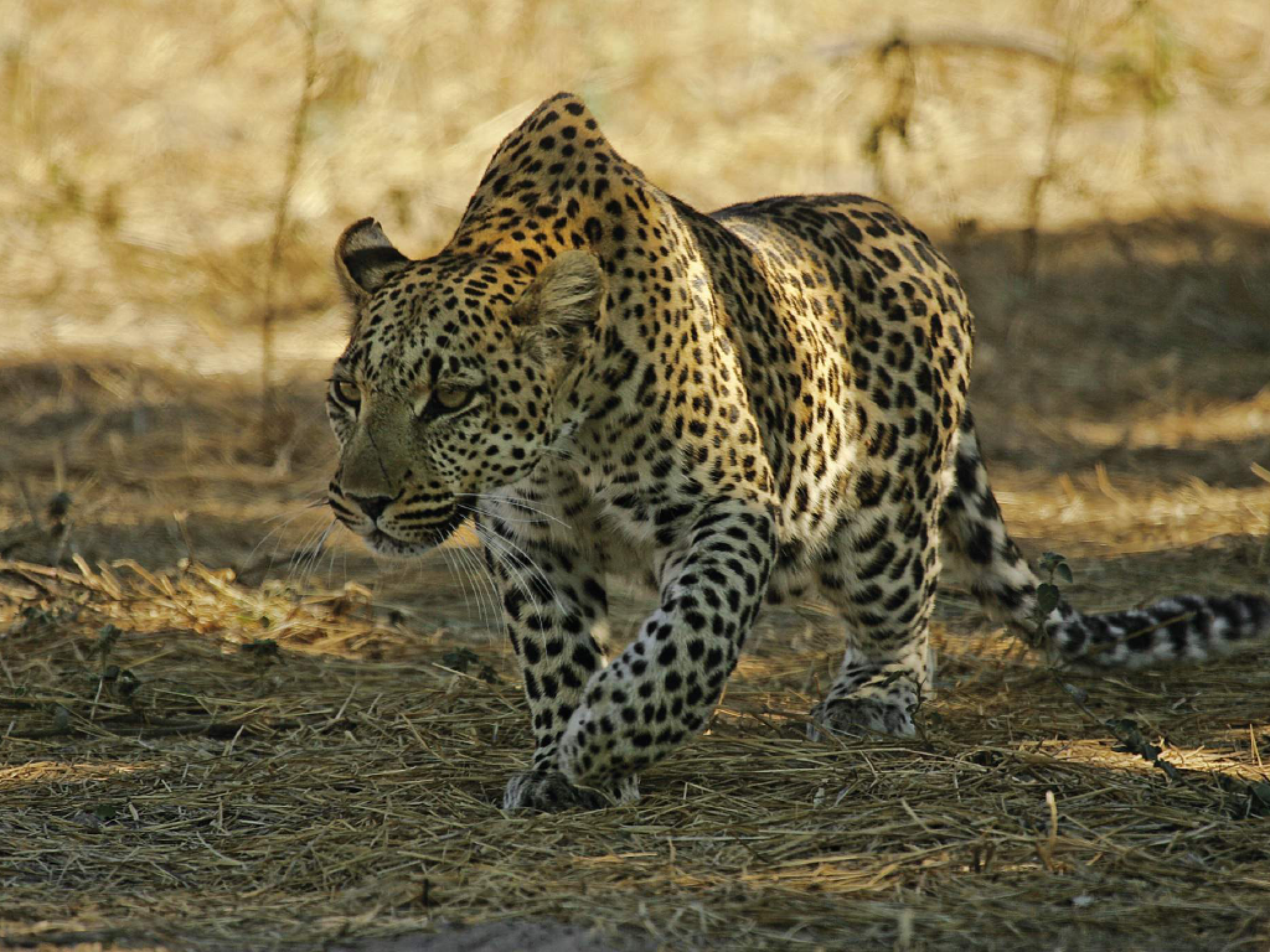 Eye of the Leopard — Wildlife Films